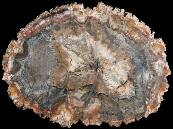 Colorful Petrified Wood Round - Madagascar #64308